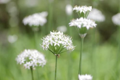 20160917 ニラ 2.jpg