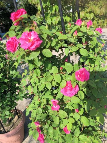 2016-04-30 16.15.13.jpg