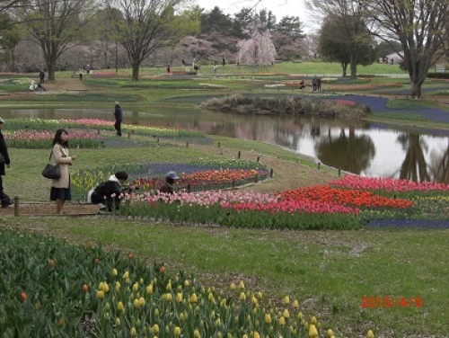 チューリップ池.jpg