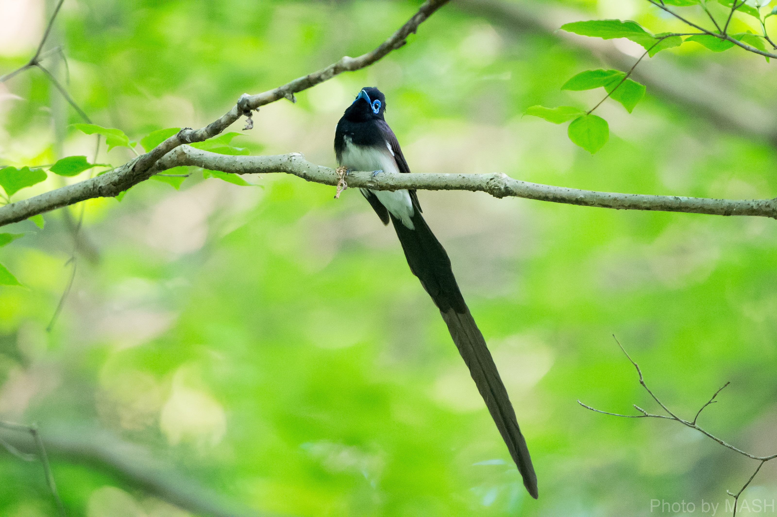 サンコウチョウ大好き！ I love Japanese Paradise Flycatcher! | 鳥撮り夫婦の 野鳥 写真 ブログ ( Bird  Photo & Blog by Birder Couple ) - 楽天ブログ