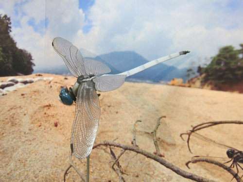 ミヤジマトンボ の模型 蔵宿いろは ブログ 楽天ブログ