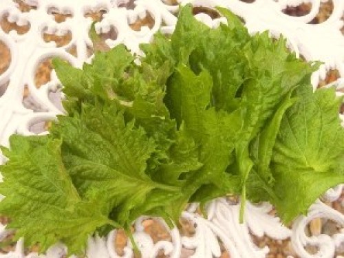 DSCN8811 (300x225).jpg