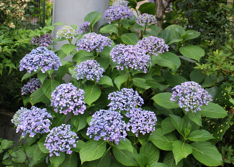 おたふく紫陽花☆ 挿し穂2本です。丸っこい花びらが可愛い♡