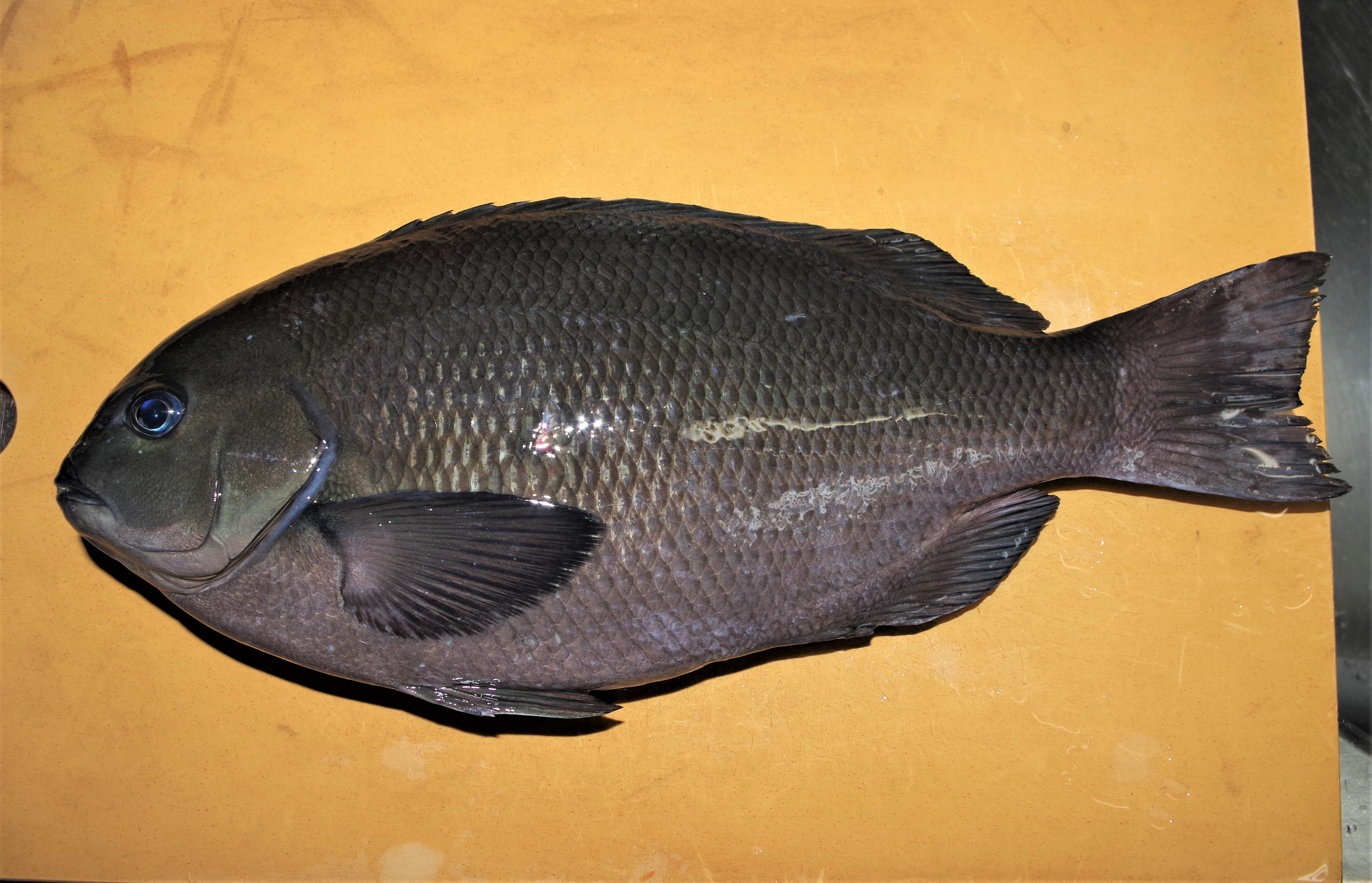 雨の釣りはわずか1匹のみ 雨釣の釣り日記 楽天ブログ