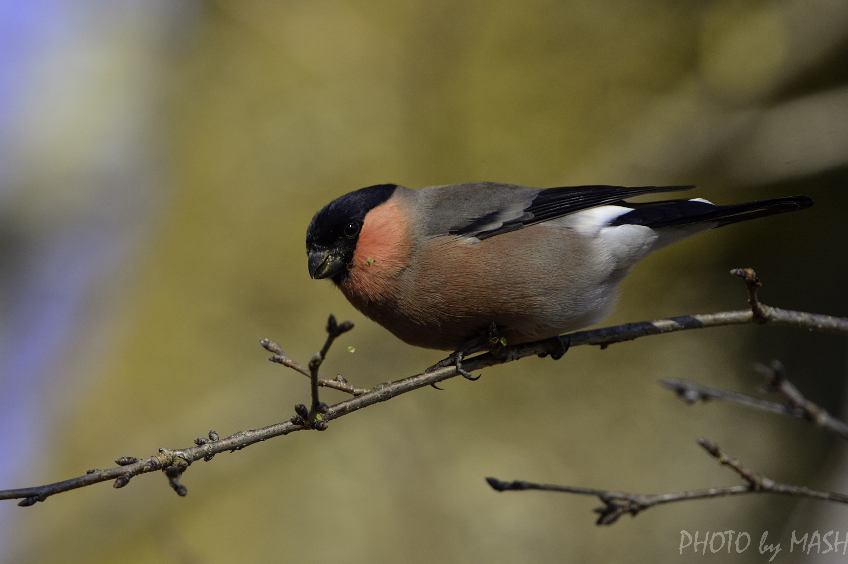 このウソは 大好き I Love Eurasian Bullfinch 鳥撮り夫婦の 野鳥 写真 ブログ 週末限定鳥見の世界 Bird Photo Blog By Birding Couple 楽天ブログ