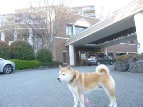 ヴィラージュ伊豆高原 柴犬ゴンのお散歩日記 楽天ブログ