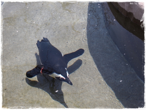 ペンギン.JPG