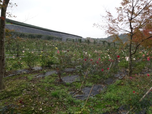 DSC02236 - コピー.jpg