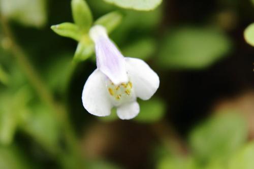 20160403 トキワハゼ.jpg