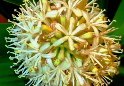 幸福の木の花 ドラセナ フレグランス マッサンゲアナ わたしのこだわりブログ 仮 楽天ブログ