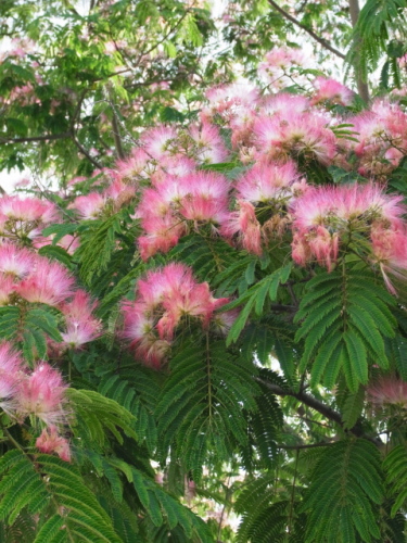 ネムノキの花20120716