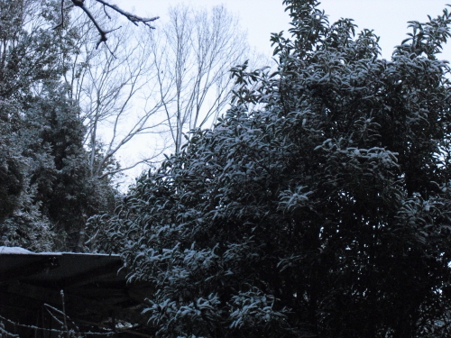 雪化粧.JPG