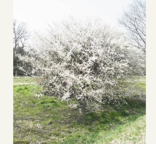 20130309梅林公園1 川辺の梅.jpg
