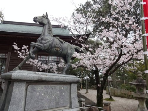 2.2016年桜 宮地嶽神社.JPG