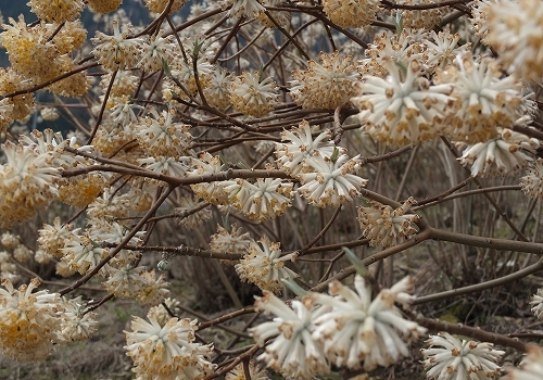 芝桜1.jpg