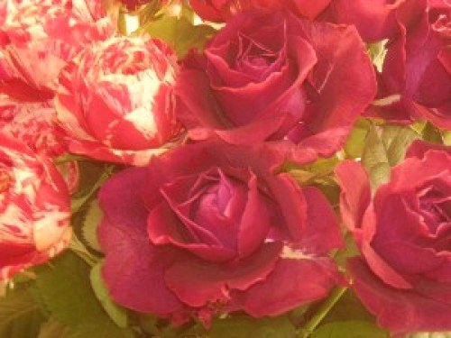 DSCN8348 (300x225).jpg