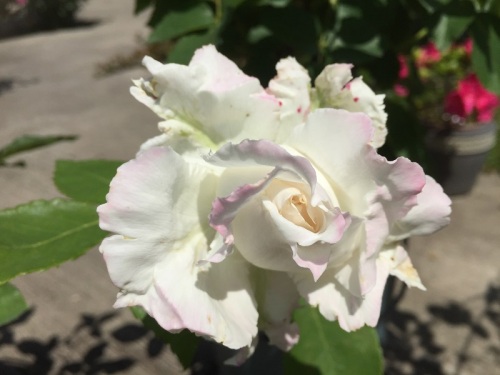 2016-05-01 13.37.23 - コピー.jpg