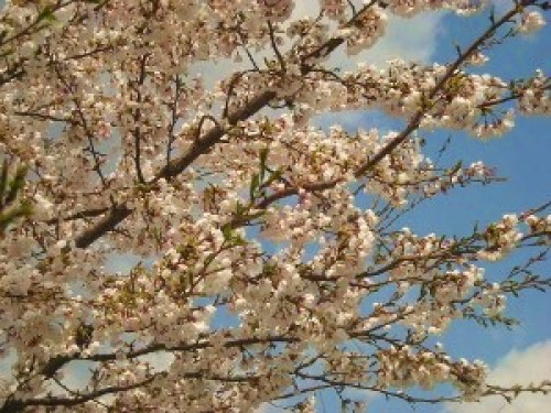 DSCN7777 (300x225).jpg