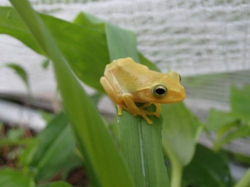 2014_08_04 011金色のｱﾏｶﾞｴﾙ サイズ変更.jpg