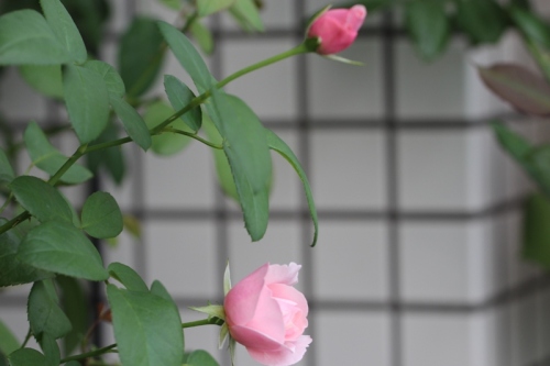 diary20130915-4 biet.JPG