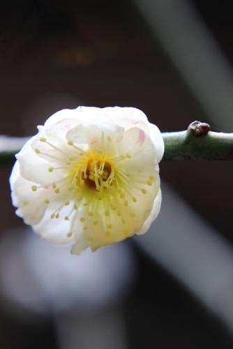 20160228 梅　輪違い 3.jpg