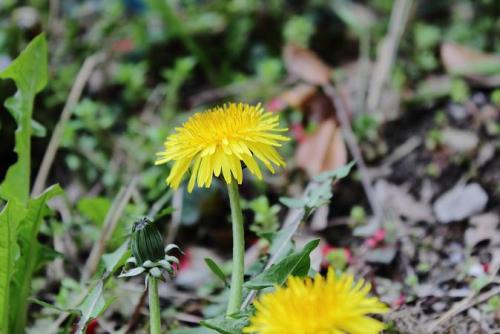 20160403 タンポポ2.jpg