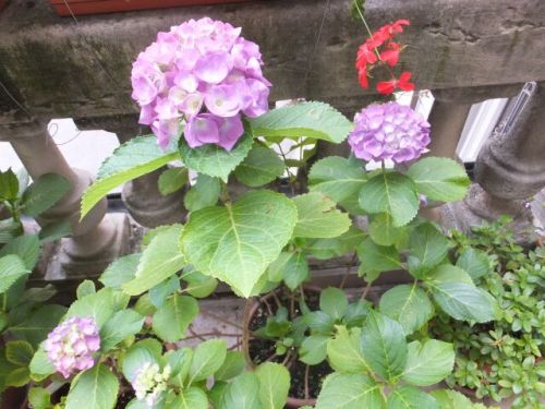 20 martedi ajisai viola.jpg