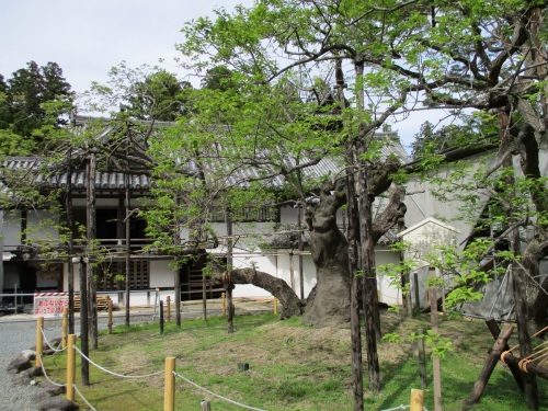 瑞巌寺臥龍梅