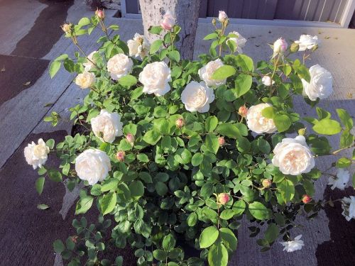 2016-04-30 17.05.18.jpg