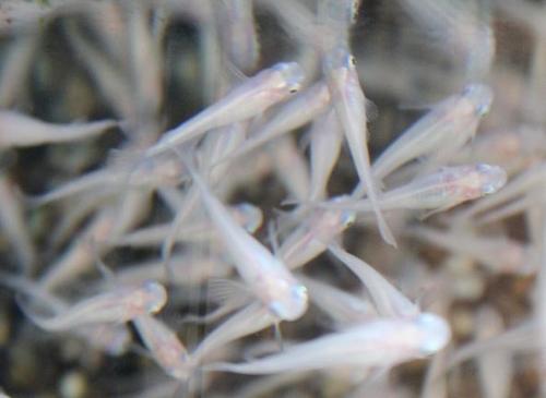 20150104 白メダカ.jpg