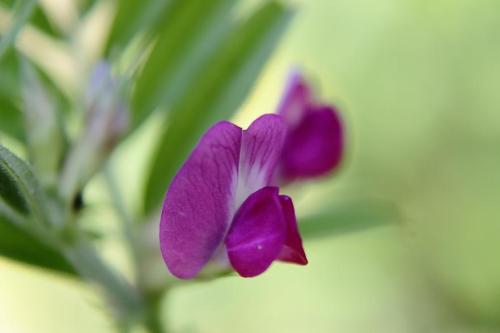 20160417 ヤハズエンドウ.jpg