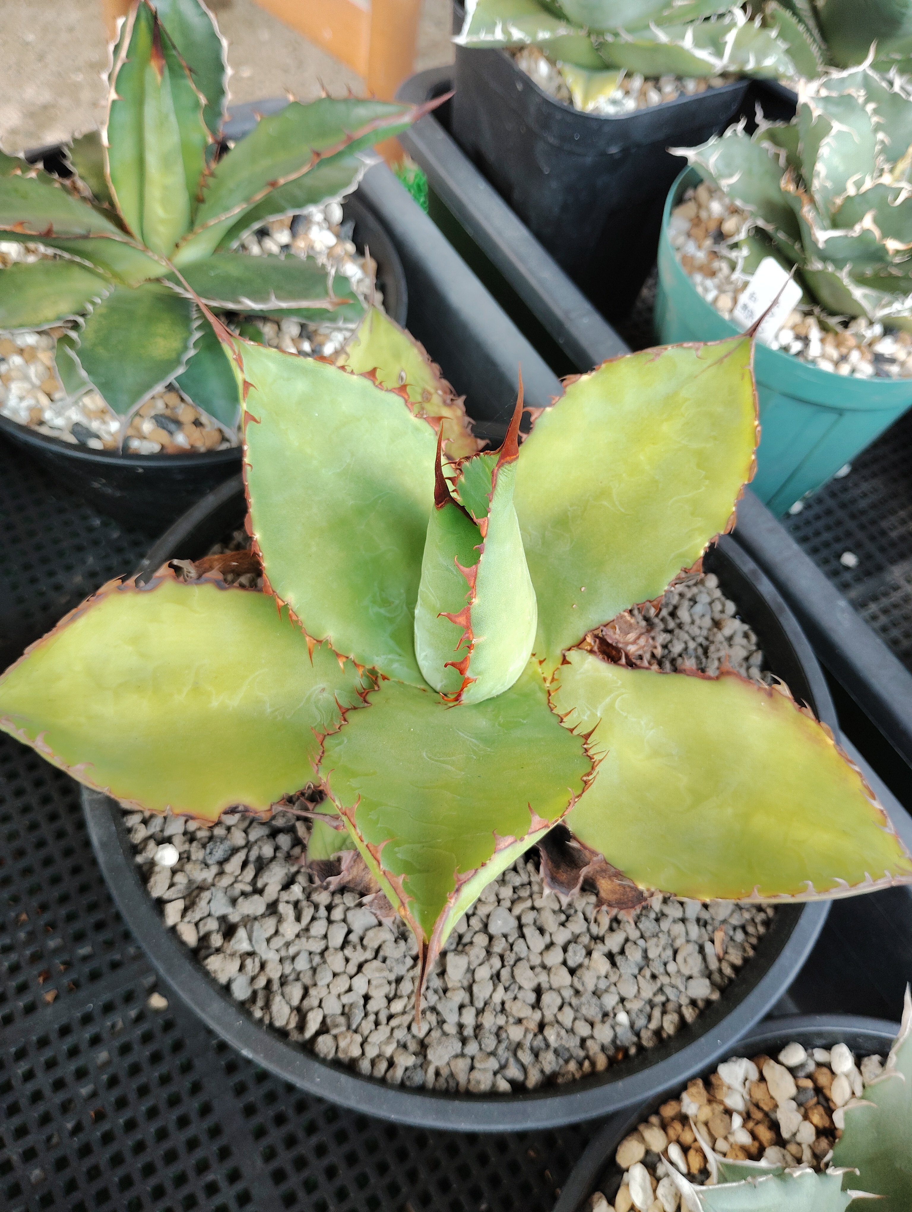 アガベ】ヤフオクで破格落札したオリザバという名の、、、 | YOSS