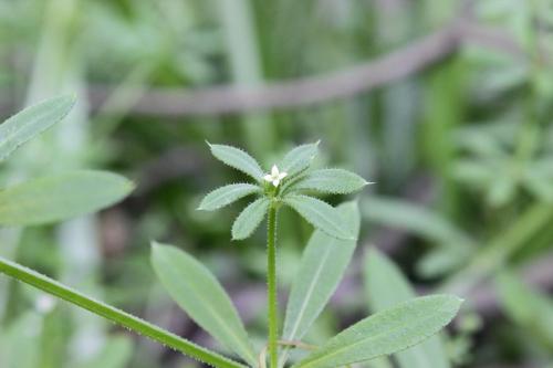 20160504 ヤエムグラ.jpg