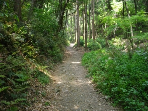 鐘撞堂山登山道 (2).JPG