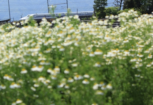 IMG_7542 kamomi-ru.jpg