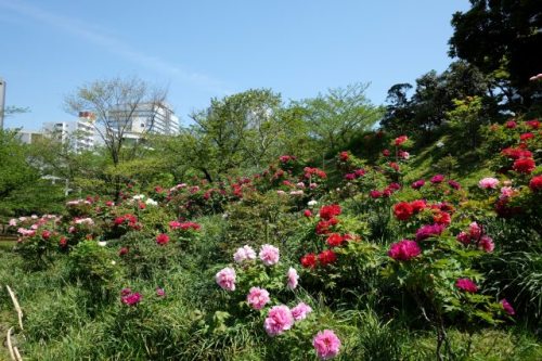 25.Apr.2017 BOTAN SHIBA RIKYU-1.jpg