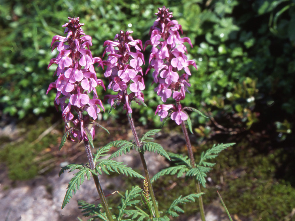 ヨツバシオガマ