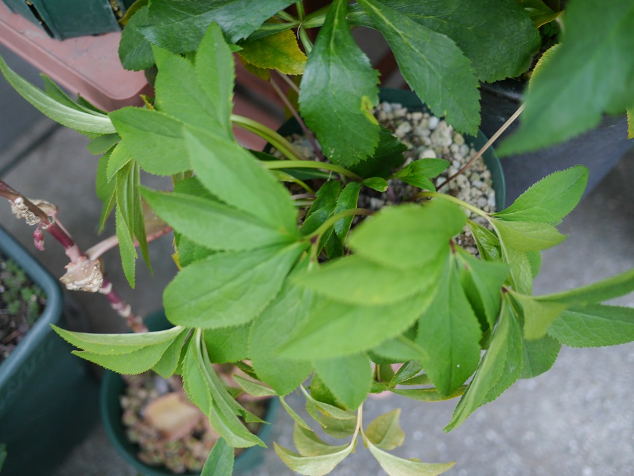 葉ぐったり 植物男子ツボニワー 楽天ブログ