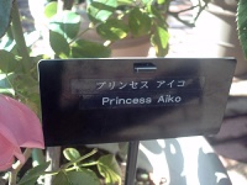 プリンセス　アイコ０１.jpg