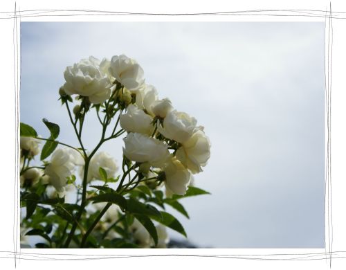 花フェスタ記念公園　岐阜　可児　バラ