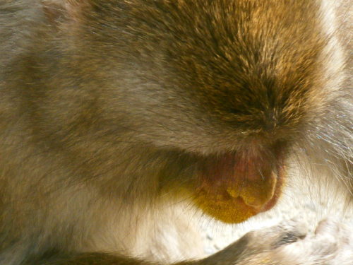 サルのお化粧の正体は (2).JPG