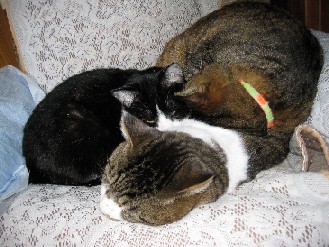 クロ・ゴン・みかん　2012.02.08 006.jpgブログ.jpg