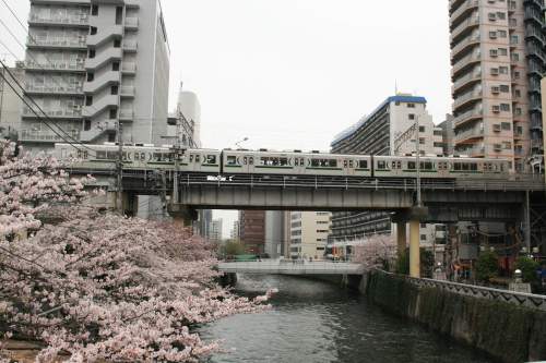 Tokyu 1000 Series with cherry blossoms under track