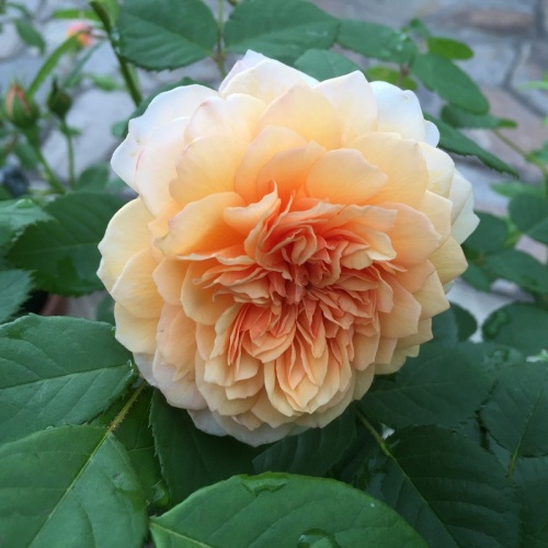 2016-05-06 14.39.16.jpg