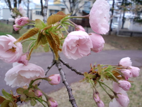 米沢の桜