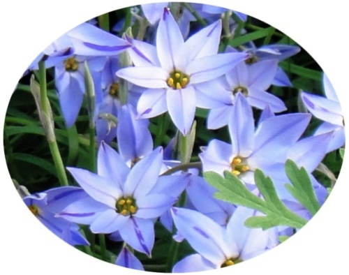 花韮1.jpg