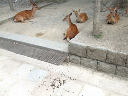 東大寺5.jpg