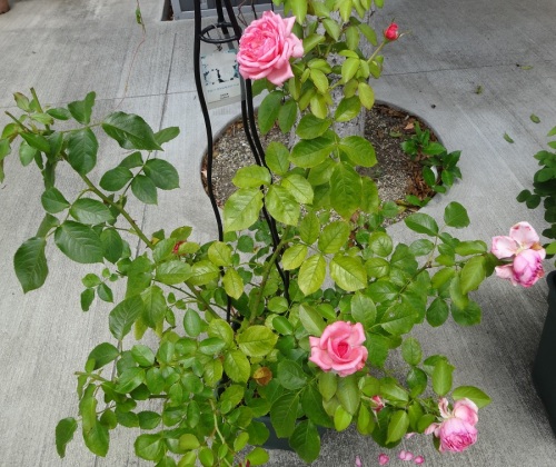 DSC00792.jpg