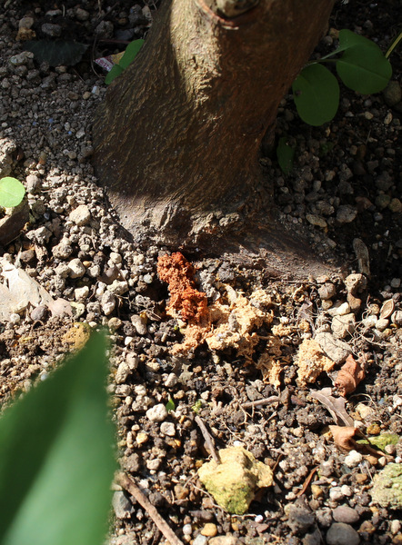 エゴノキに害虫 小さな庭で出会う緑たち 楽天ブログ