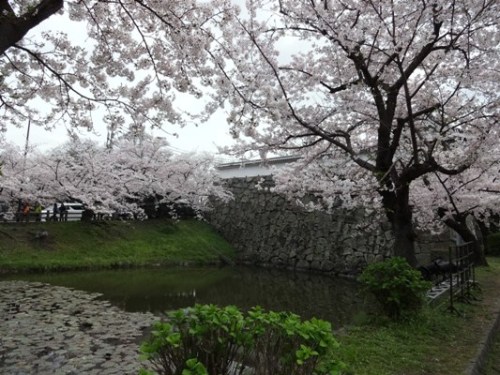 4.2016年 桜 福岡城 (5).JPG